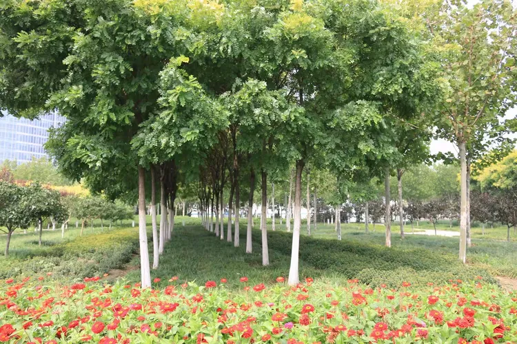塘沽彩带公园