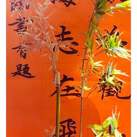 十五的月亮
