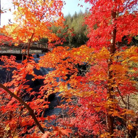 “枫景”无限醉游人