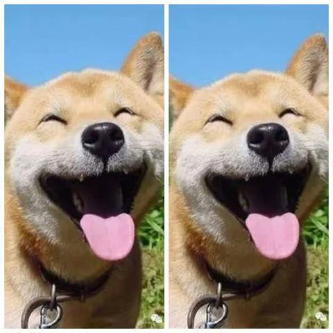 给小流浪们一个家