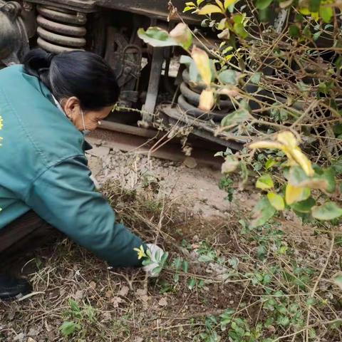 【临潼住建】春季除草正当时