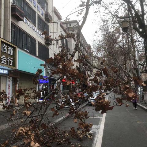 【临潼住建】清理隐患行道树  营造出行好环境