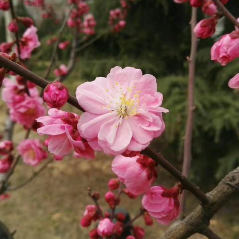 红梅花儿开 朵朵放光彩