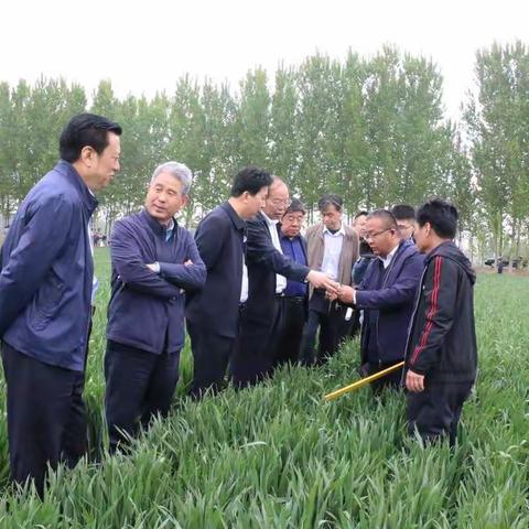 确保夏粮安全 济南市全力抓好小麦条锈病防控工作