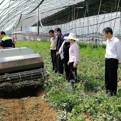 济南市植保站到历城区指导草莓土壤改良修复