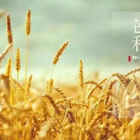 阳坊镇中心幼儿园——芒种芒种，幸福播种