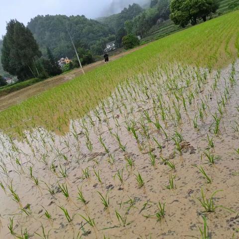 进化镇机关党支部开展“助农插秧在行动 志愿服务到田间”主题党日活动