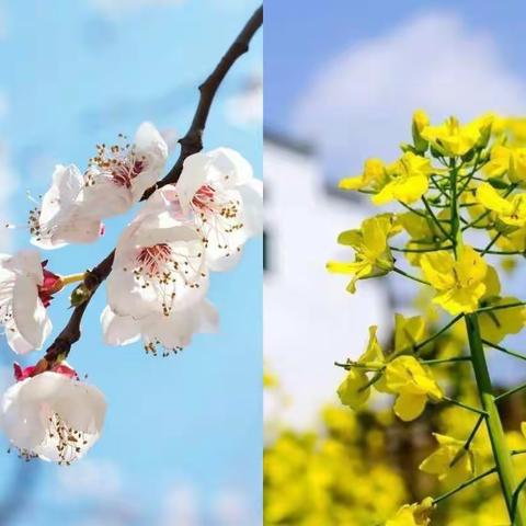 春暖花开 逐梦向前 永昌学区李六小学一年级停课不停学有序进行中