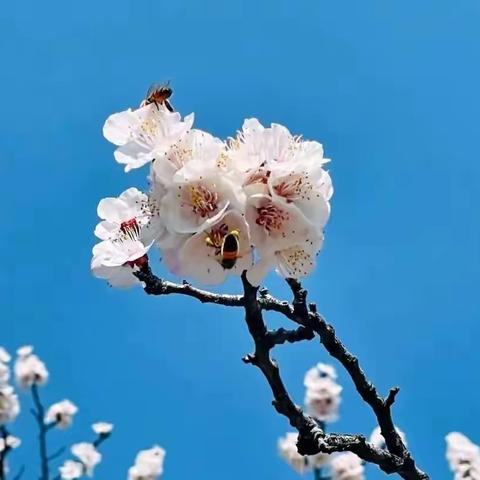 草长莺飞日 陌上花开时 ———— 艾山育才幼儿园花之物语