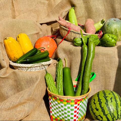 秋季运动会——认识各种瓜，身体顶呱呱👍