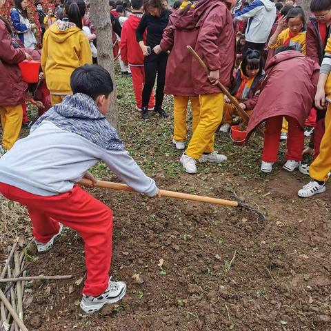 小种植，大收获——三立国际学校五二班种植记录