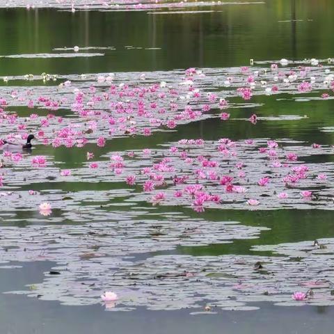 燕雀湖美得像“莫奈花园"