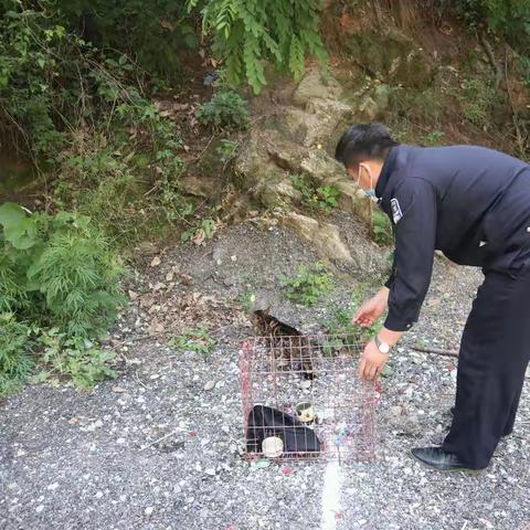 【铭记嘱托 忠诚担当】滦镇派出所救助一只野生豹猫