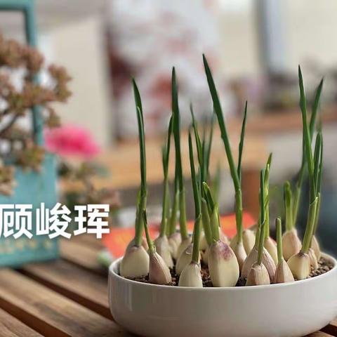 播下美的种子，收获甜的故事——实践侧记