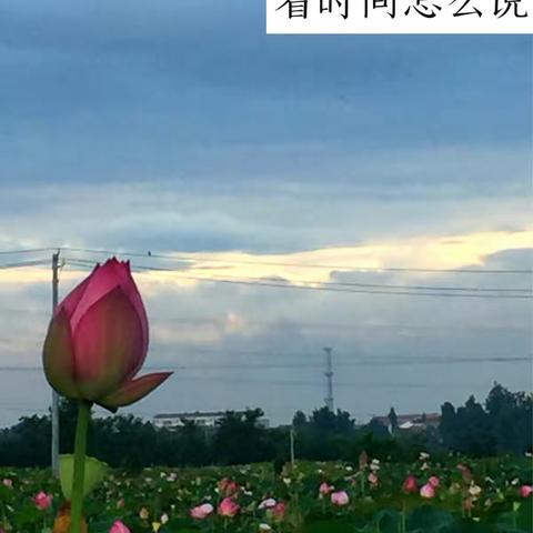 荷塘夜色