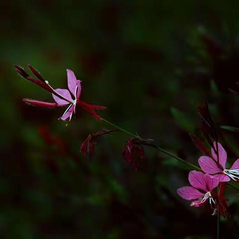 山桃草，宛如桃花惹人醉