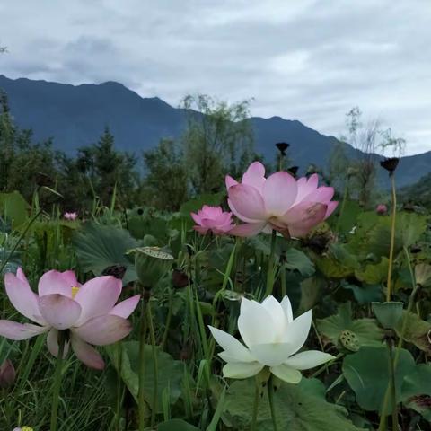 知否    知否   现已告别2019