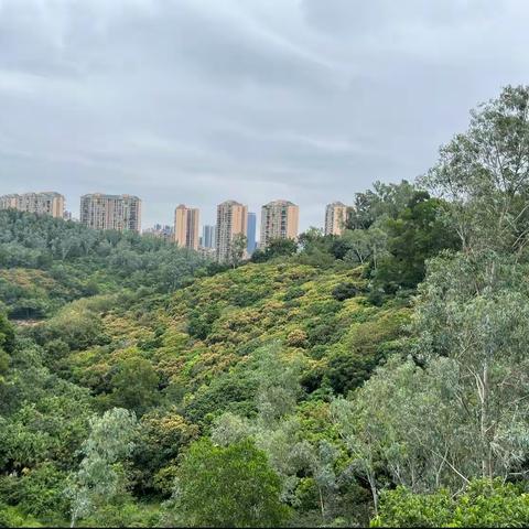 岁岁见重阳，九九共长久！            重阳节即将到来，同学们相约去登高望远