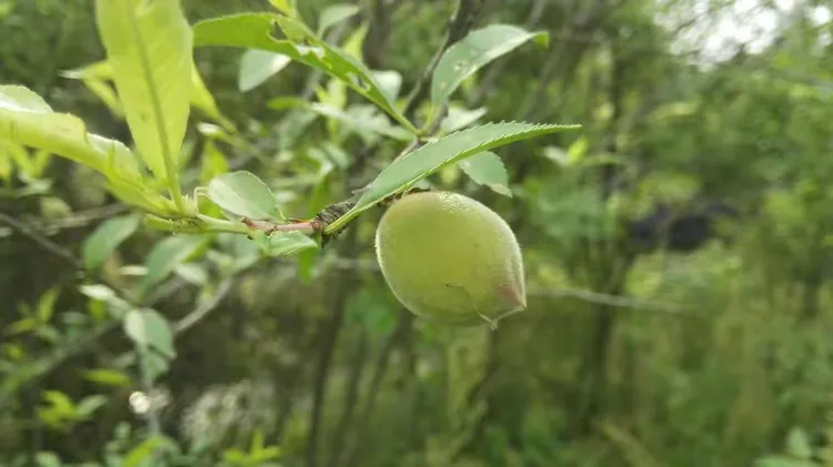 桃树多少钱一株