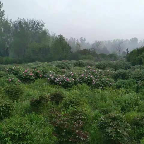 小游植物园