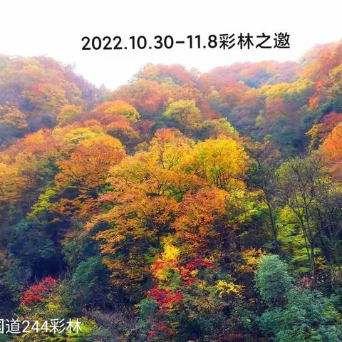 2022.10.30-11.8光雾山、奶子沟追彩林