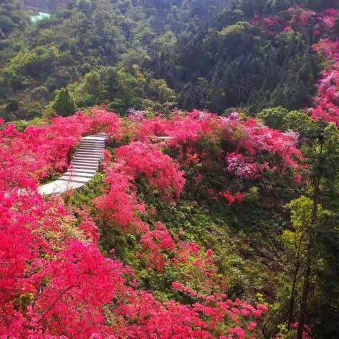 大美家乡 丨 相约天峡映山红，  不负红颜不负卿