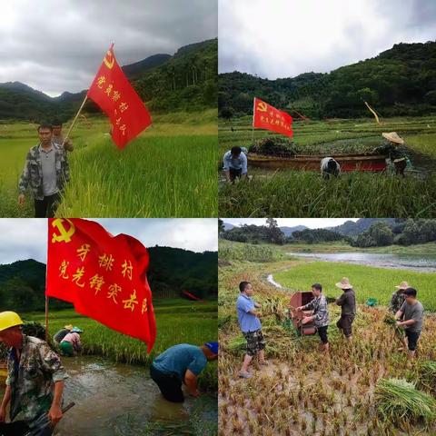 党员干部齐上阵，助农抢收暖民心