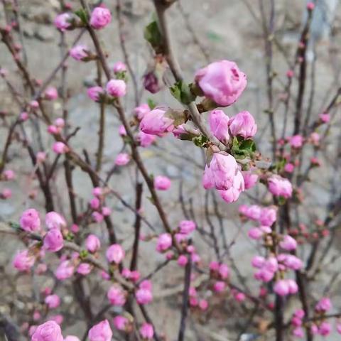 六年语文组第一次研修美篇