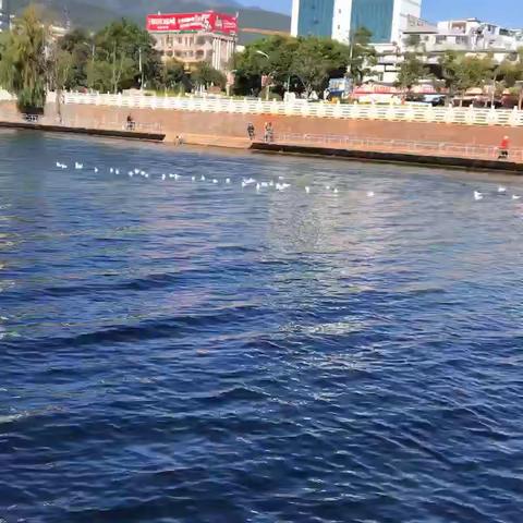 要学水中鸥，风雨中的勇者延宝第十、十一周周记