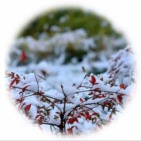 立冬迎瑞雪，当是好兆头