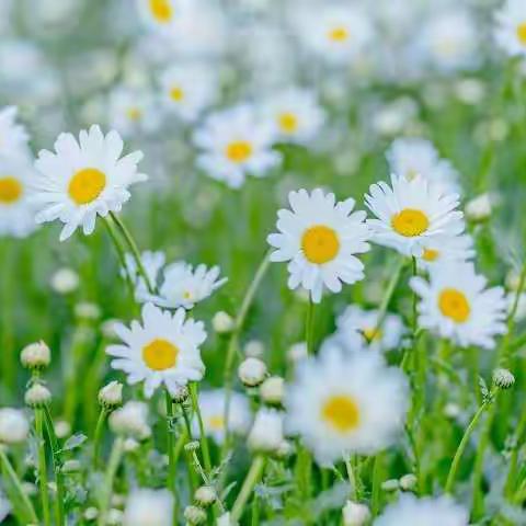 悠悠家访路，浓浓师生情——实验学校四七中队教师家访心得