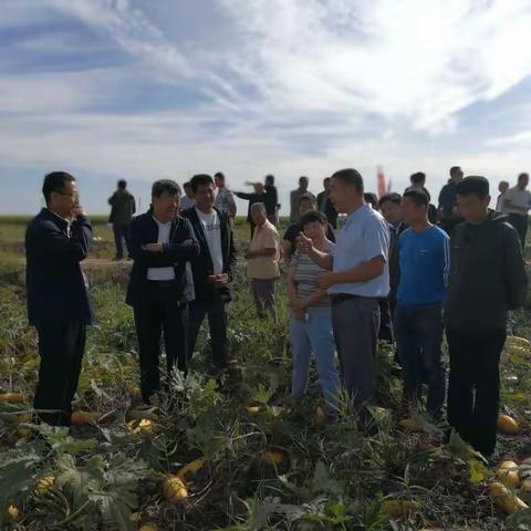 乌拉特前旗综合科技示范园区开展籽用葫芦新优品种展示现场观摩会