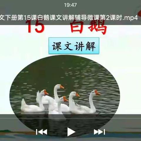 15《白鹅》