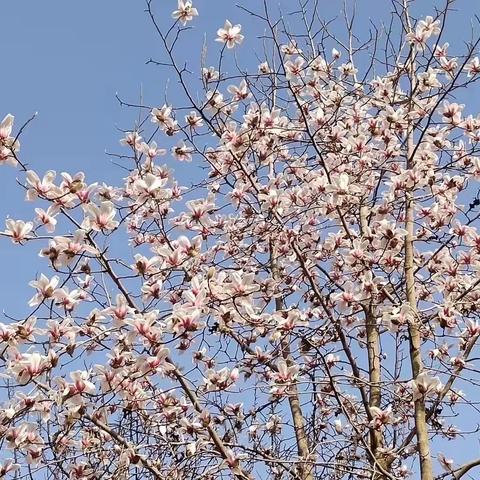 不负春光    梦想起航——灵璧县实验小学浍河路校区四年级每周一课