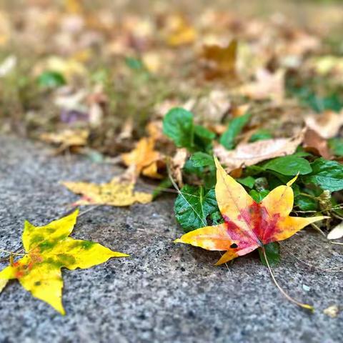 浓秋不及品  初冬教研忙——灵璧县实验小学平山路校区每周一课