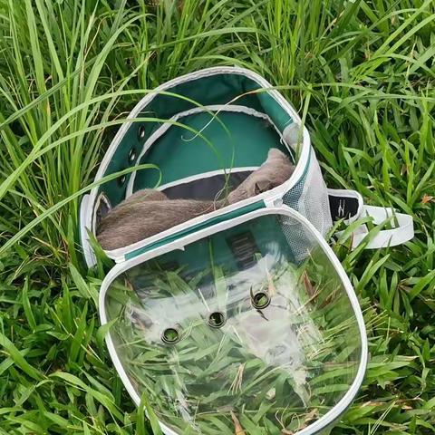 予阳志愿者红城湖公园救助流浪猫