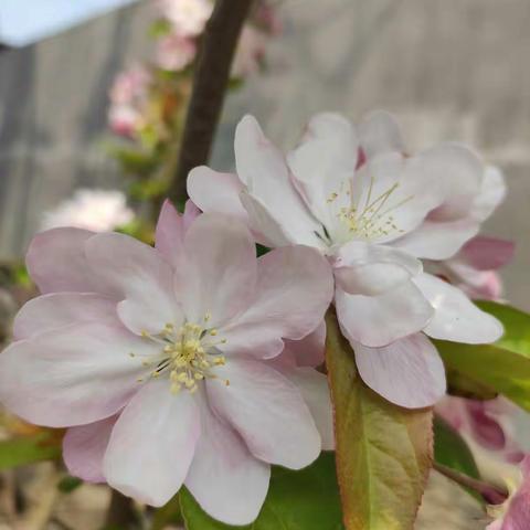 不负春光，砥砺前行——围子初中九年级“停课不停学”工作纪实（三十三）