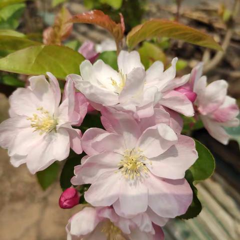 不负青春好时光——围子初中九年级“停课不停学”工作纪实（四十）