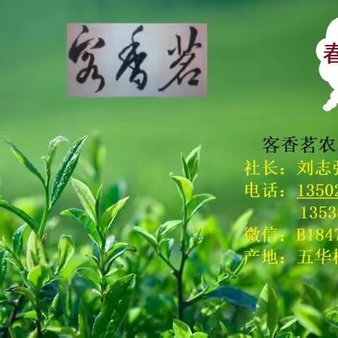 五华县“客香茗”农林发展合作社——春茶🍵上市了