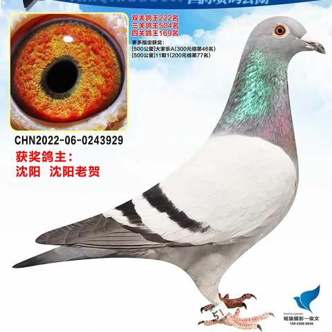 长春燕青国际赛鸽公棚（151-200名）