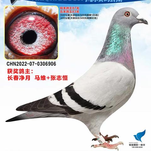 长春燕青国际赛鸽公棚-加站（冠军-50名）