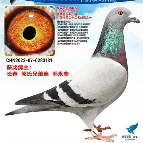 长春燕青国际赛鸽公棚（1-50名）