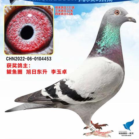 长春燕青国际赛鸽公棚（201-250名）