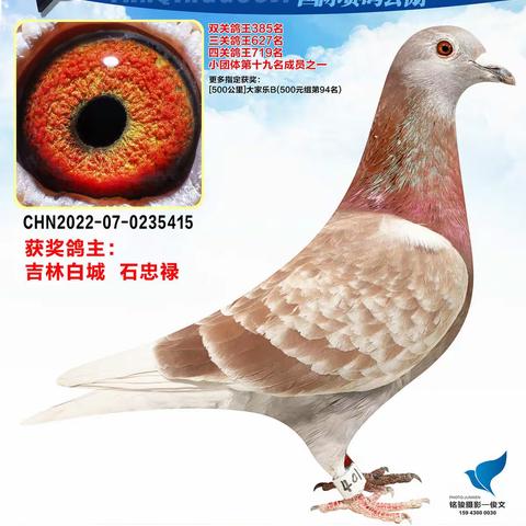 长春燕青国际赛鸽公棚（401-450名）