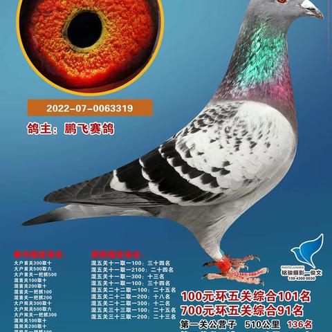 长春市范家屯大军鸽会（五关鸽王）奖鸽精选-2