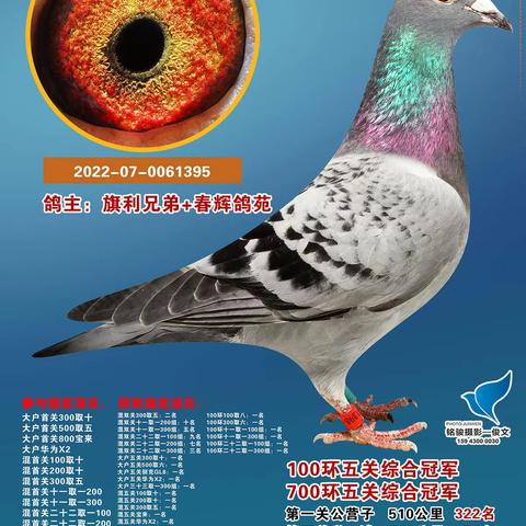 长春市范家屯大军鸽会（五关鸽王）奖鸽精选-1