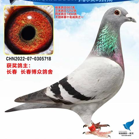 长春燕青国际赛鸽公棚（51-100名）