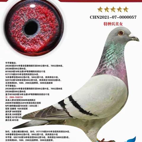 东北天龙—大军鸽会拍卖会—拍卖鸽