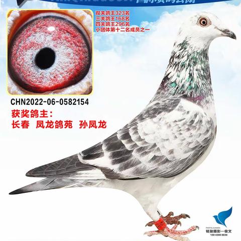 长春燕青国际赛鸽公棚（451-500名）