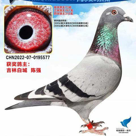 长春燕青国际赛鸽公棚（251-300名）